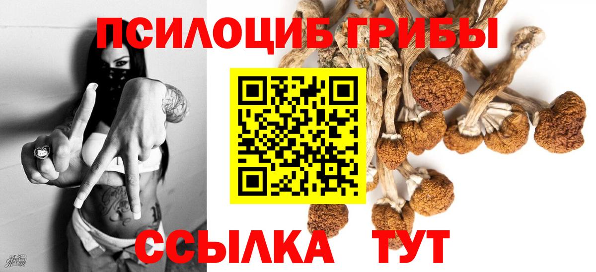 Псилоцибиновые грибы Psilocybe Сыктывкар
